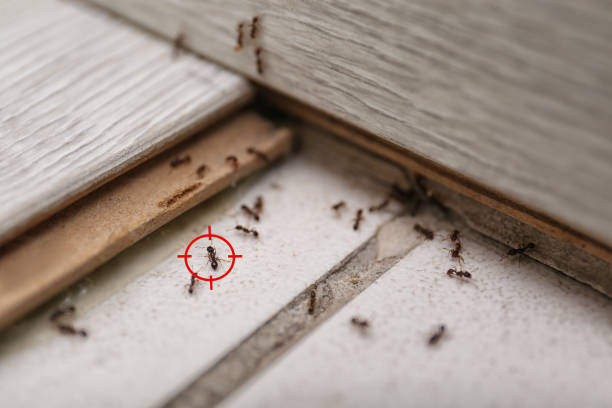 Best Bed Bug Extermination  in Wellington, KS